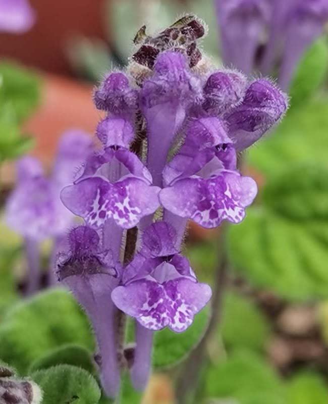 Scutellaria indica var parviflora